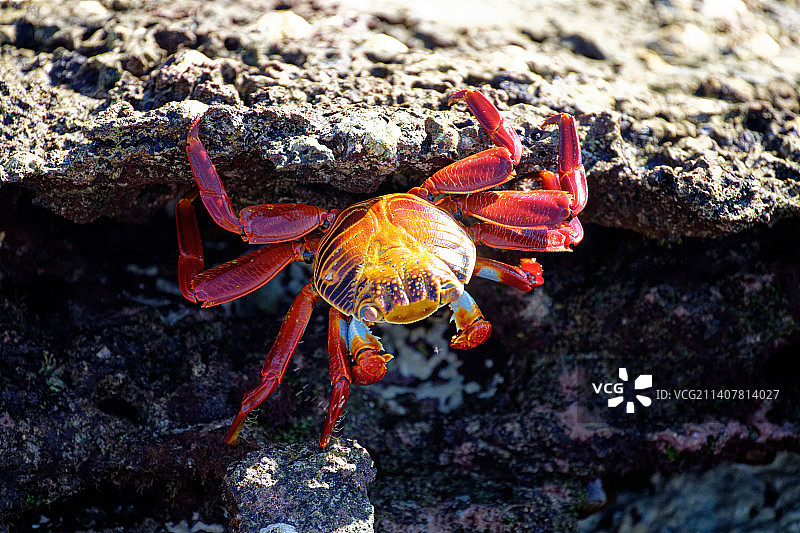 海滩岩石上的螃蟹特写图片素材