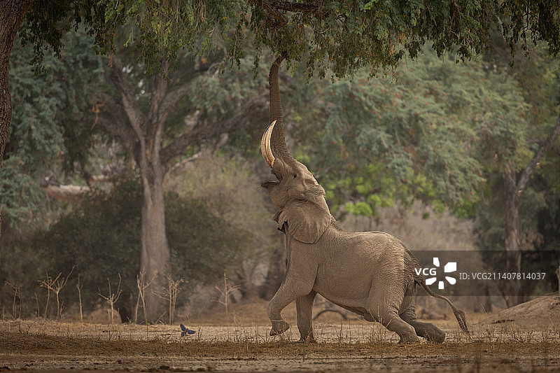 非洲森林象在田野上行走的侧视图图片素材