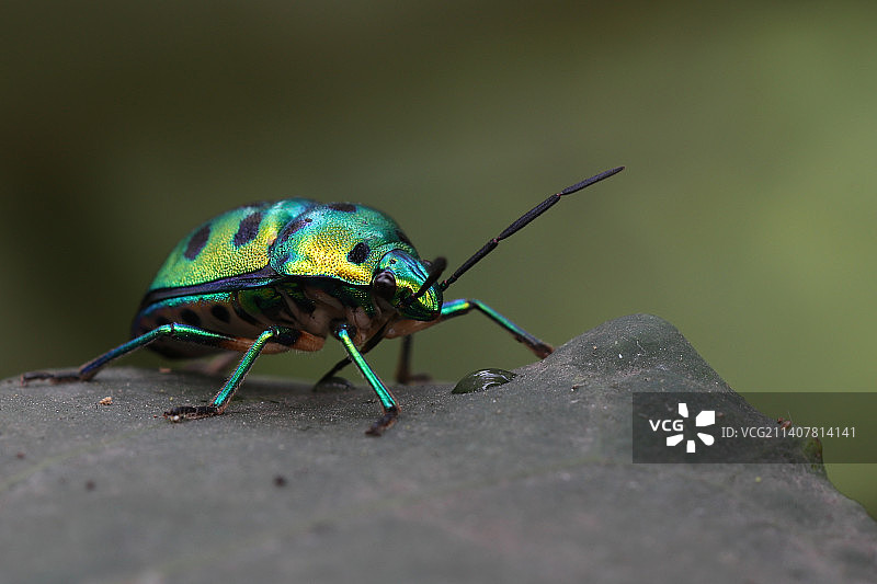 岩石上的昆虫特写，印度马哈拉施特拉邦自然公园图片素材
