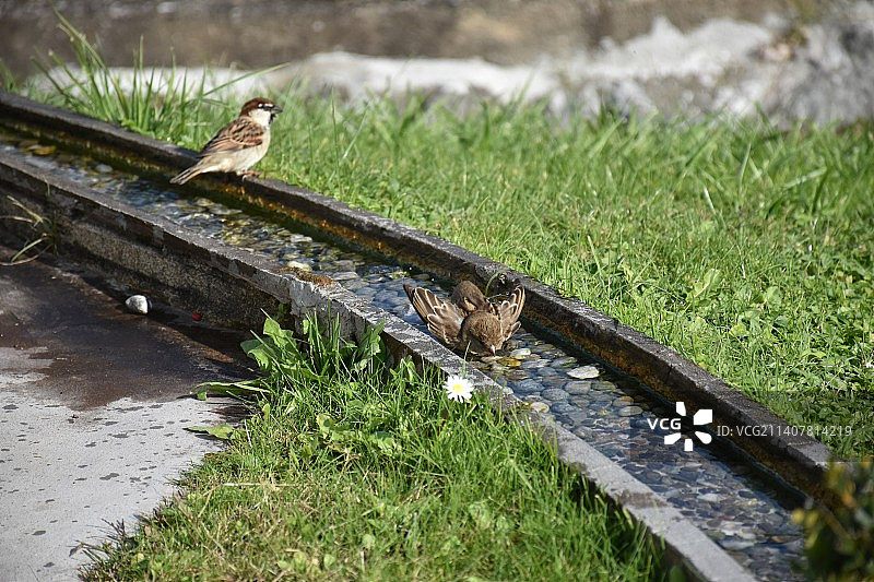 瑞士梅尔戈西亚的小溪和鸟儿图片素材