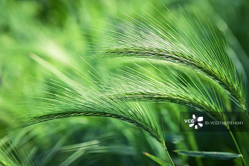印度尼西亚麦田生长特写图片素材