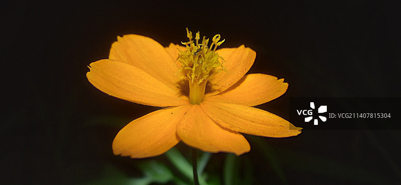 黑色背景下的黄色花朵特写图片素材