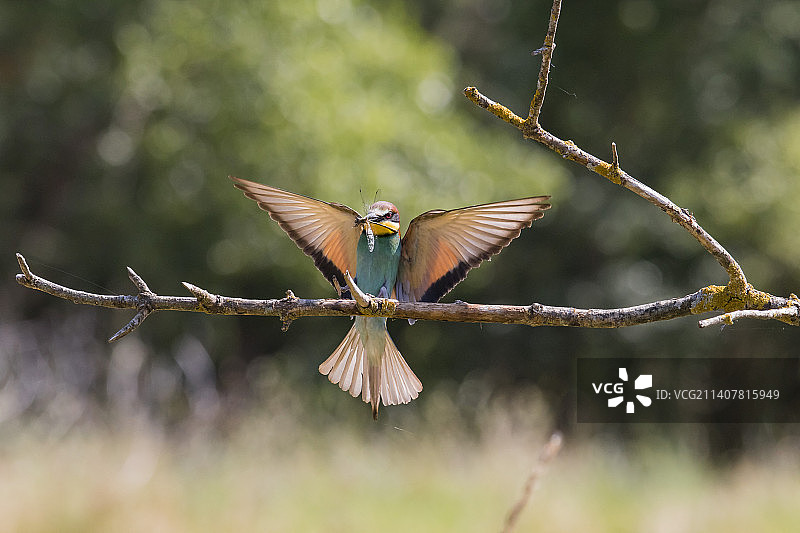 蜜蜂栖息在树枝上特写，莫尔山丘，法国图片素材