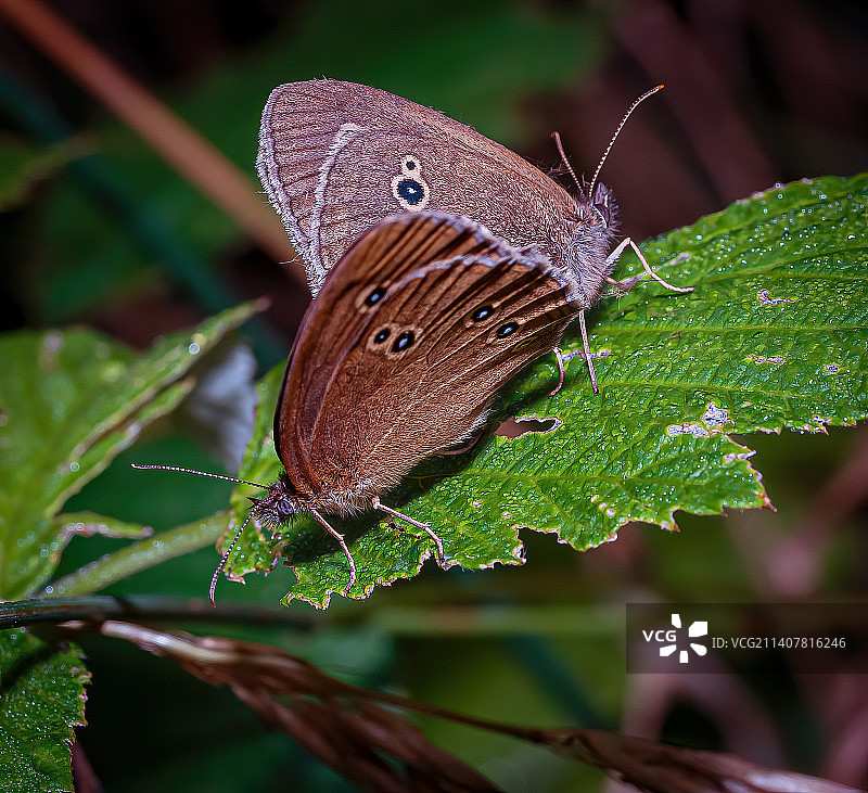 树叶上的蝴蝶特写图片素材