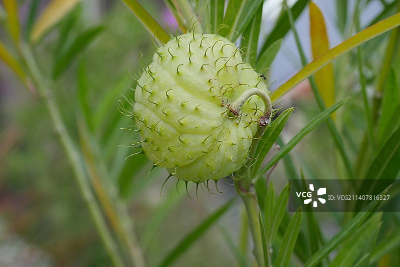 日本山口县下关市田野上生长的植物特写图片素材
