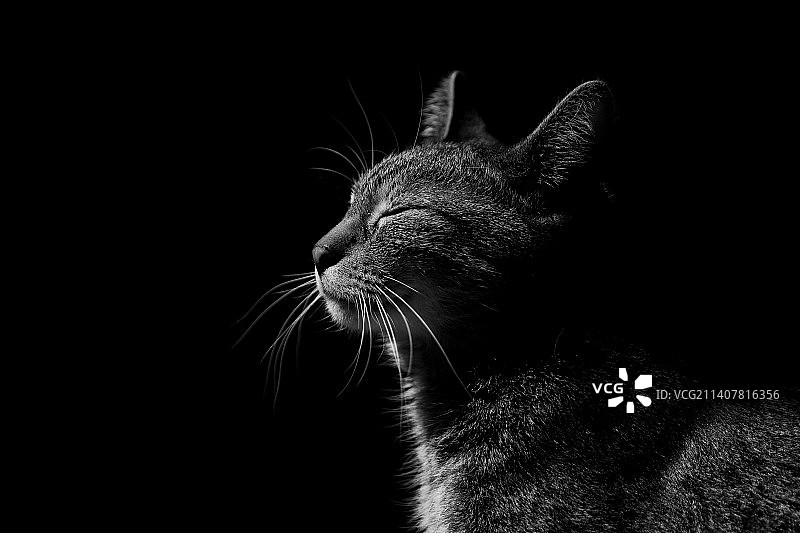 黑色背景下的猫特写图片素材