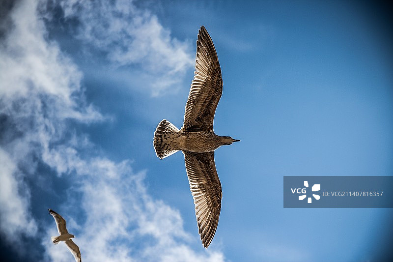 印度尼西亚：低角度拍摄的猛禽飞翔图片素材