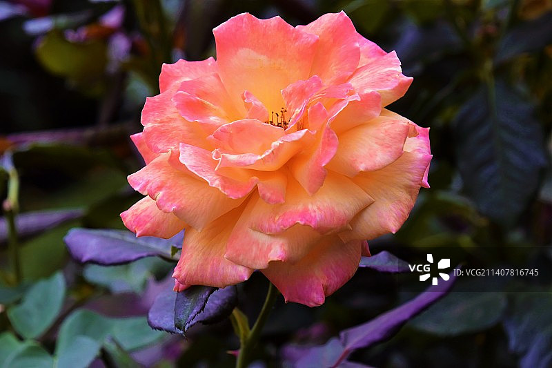 美国国际玫瑰试验园粉色玫瑰特写图片素材