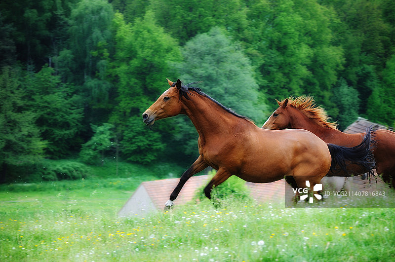 年轻女子在捷克共和国的田野里骑着纯种阿拉伯马的侧视图图片素材