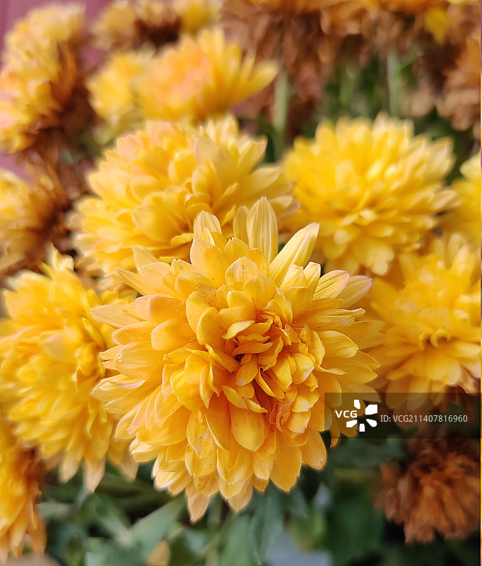 黄色开花植物的特写图片素材