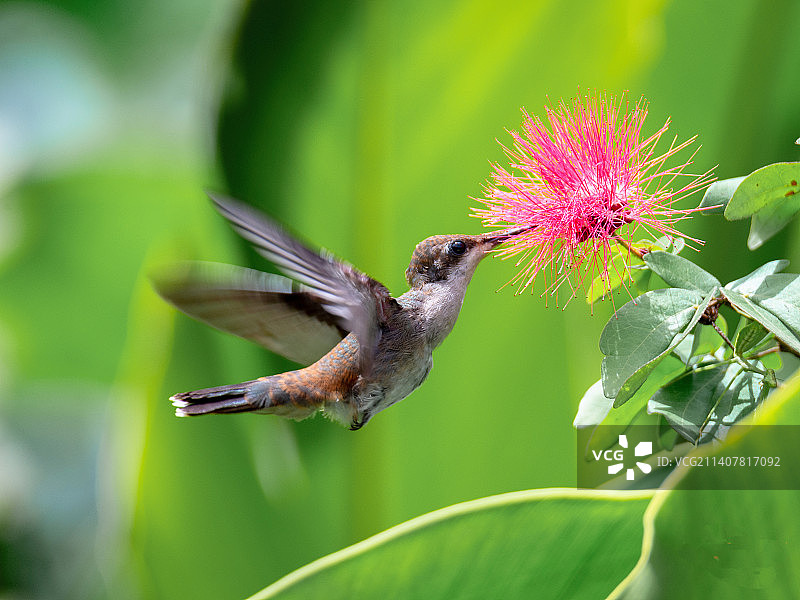 蜂鸟在花朵上授粉的特写图片素材