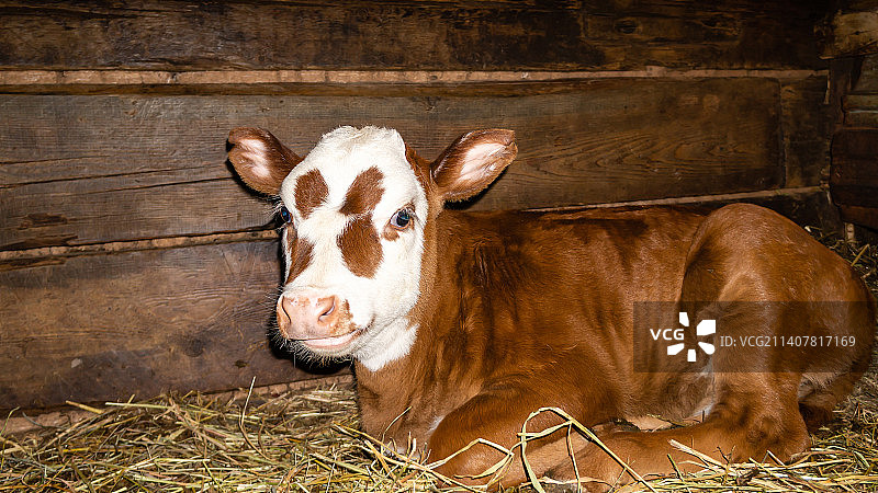 农场里躺在稻草上的小牛的特写肖像，背景图片素材