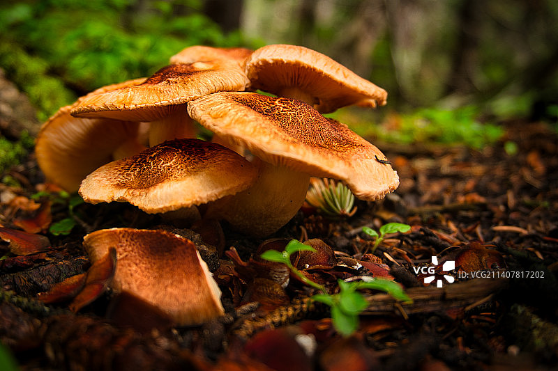 特写：美国科罗拉多州彩虹湖野外生长的蘑菇图片素材