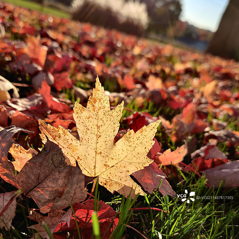 田野上枫叶的特写图片素材
