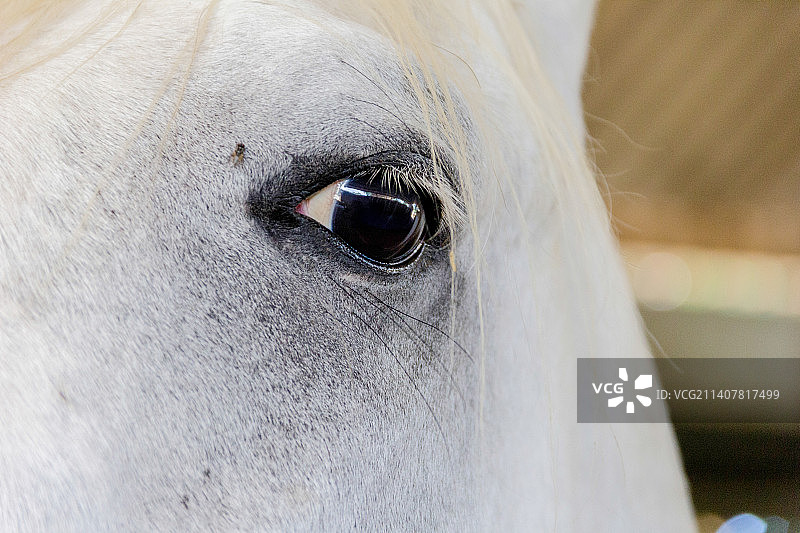 马的特写，巴西图片素材