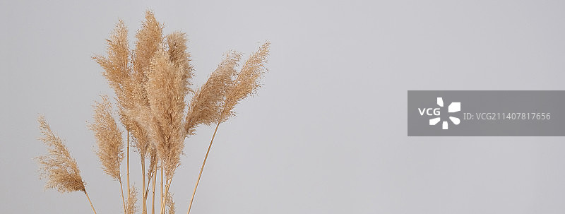 灰色背景上的蒲苇草芦苇，干蒲苇草，装饰羽毛花图片素材
