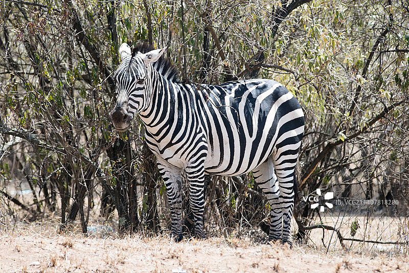 老虎站在肯尼亚纳库鲁县的田野上图片素材