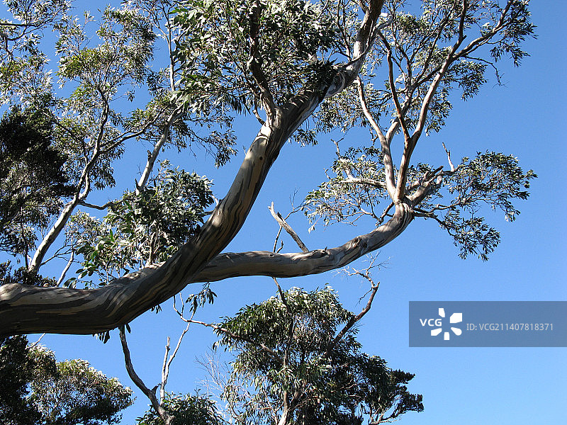 仰视角度拍摄的树木，晴朗的蓝天背景，澳大利亚塔斯马尼亚摇篮山图片素材