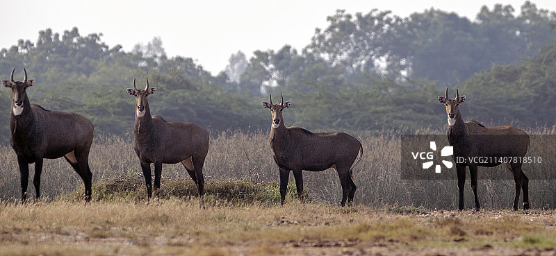 鹿站在田野上的画像图片素材