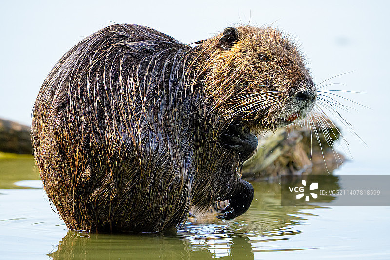 斯洛伐克湖中游泳的熊特写图片素材