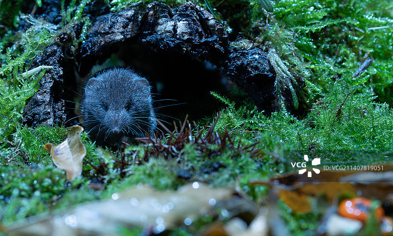 植物在田间生长的特写图片素材