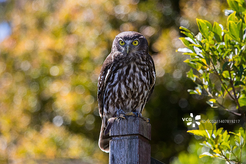 猫头鹰栖息在树上的特写，澳大利亚昆士兰图片素材