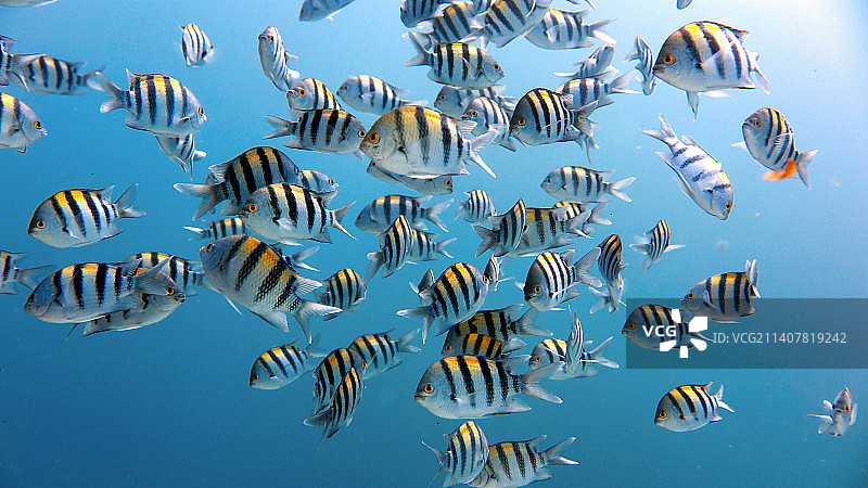 海中游动的鱼俯视图图片素材