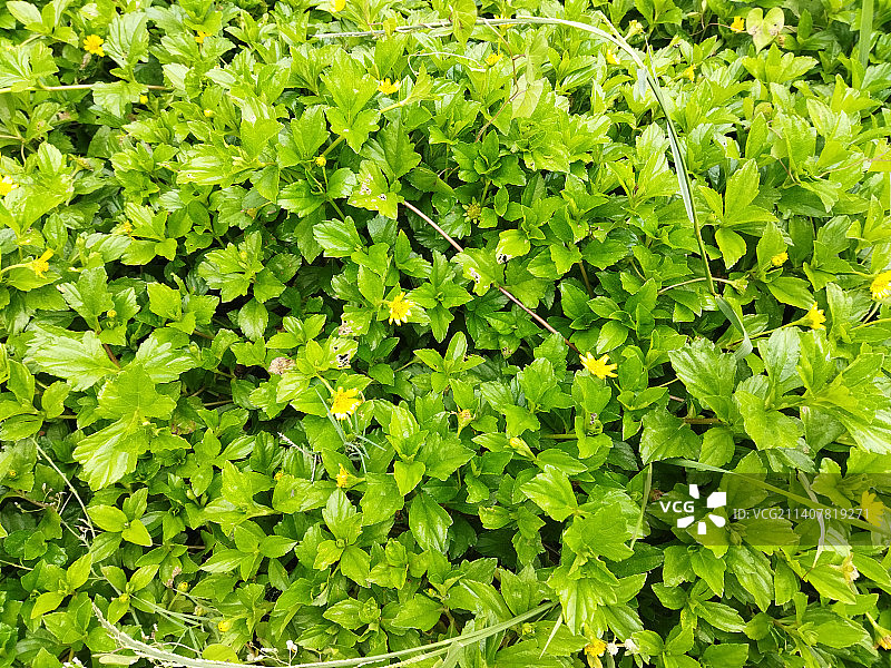 印度尼西亚田野上的树叶特写镜头图片素材