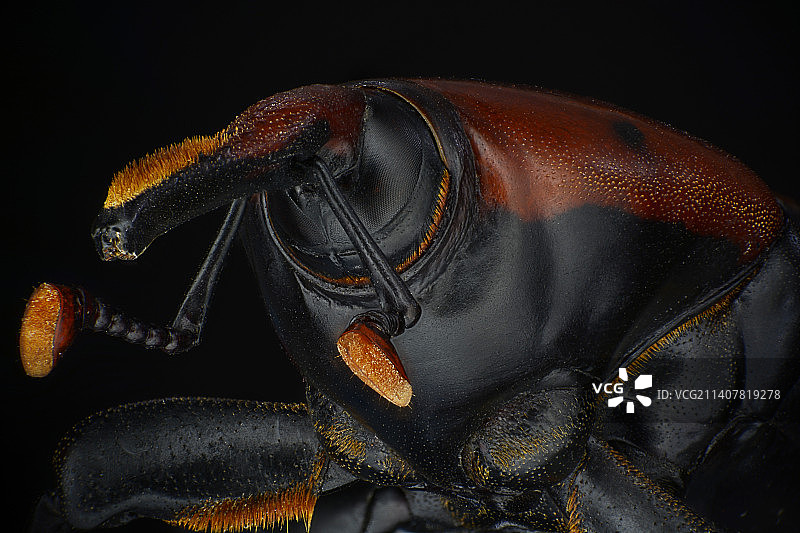 黑色背景下的拳击手套特写，埃及开罗图片素材