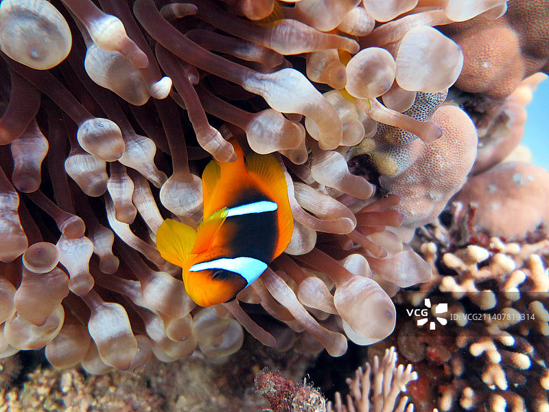海葵鱼在海中畅游的特写图片素材