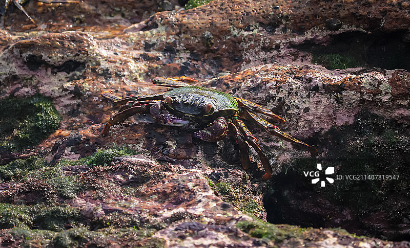 印度海滩上的螃蟹图片素材