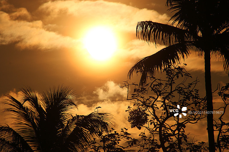 日落时分天空下的棕榈树轮廓图片素材