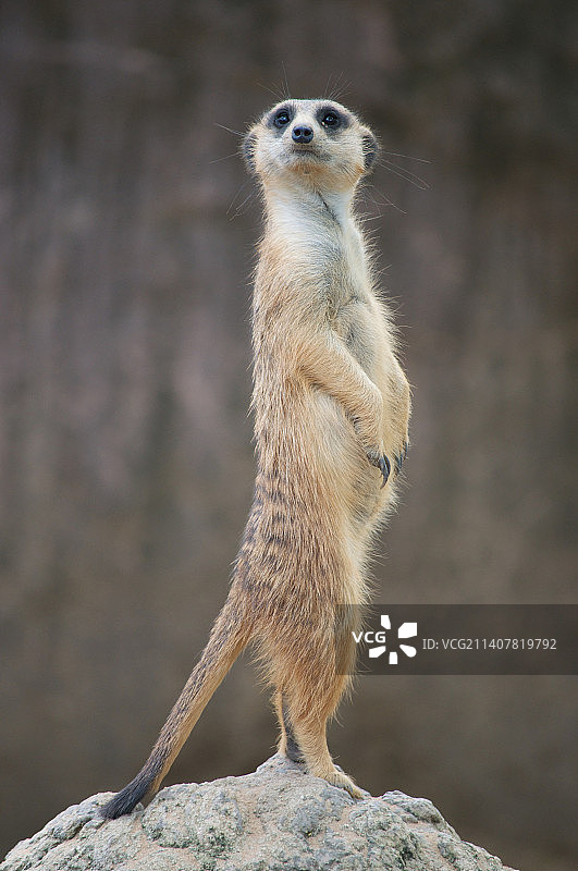 可爱的兔子图片，白色老虎图片，老鼠可爱图片，德拉敦，北阿坎德邦，印度图片素材