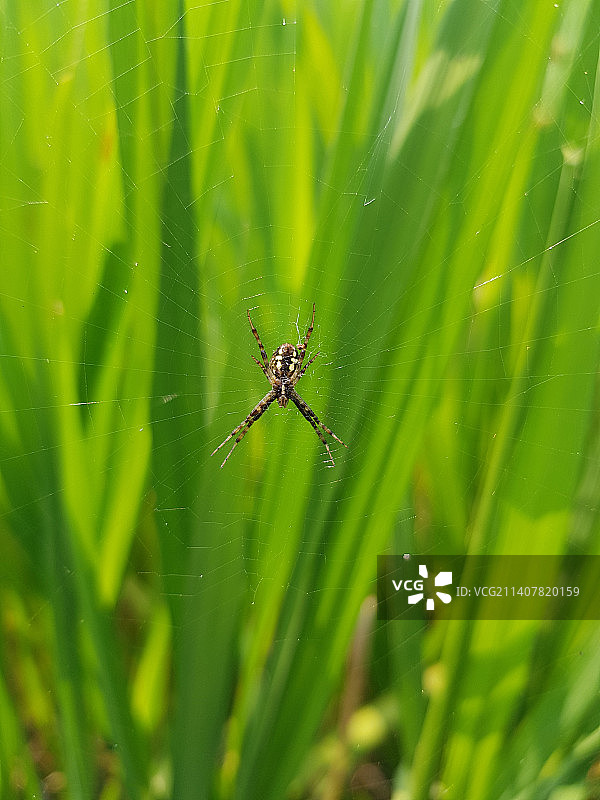 网上蜘蛛的特写，印度恰蒂斯加尔邦多卡帕里图片素材