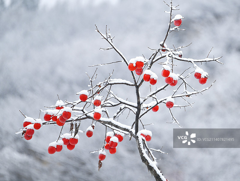 雪中斗艳图片素材
