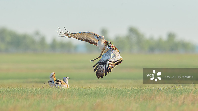 草原大鸨起飞瞬间图片素材
