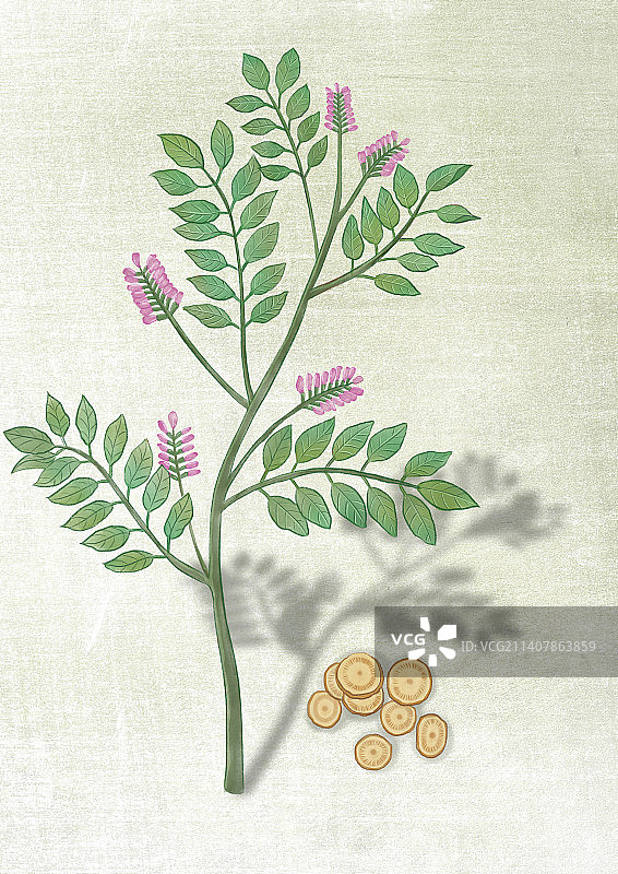 中医甘草图片素材