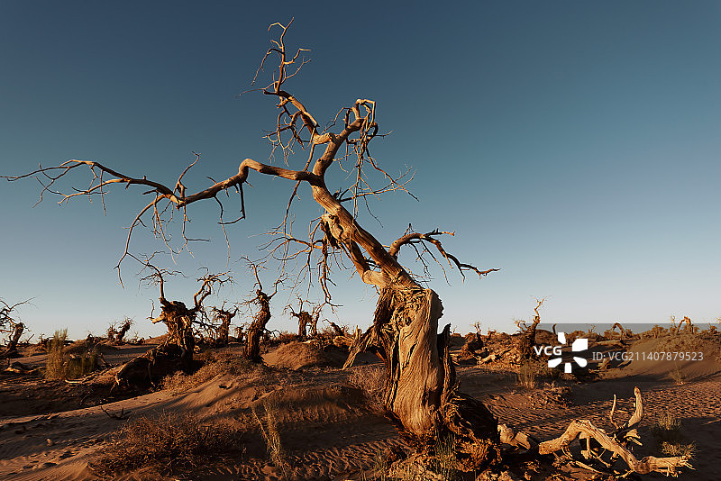 额济纳枯死的胡杨林图片素材