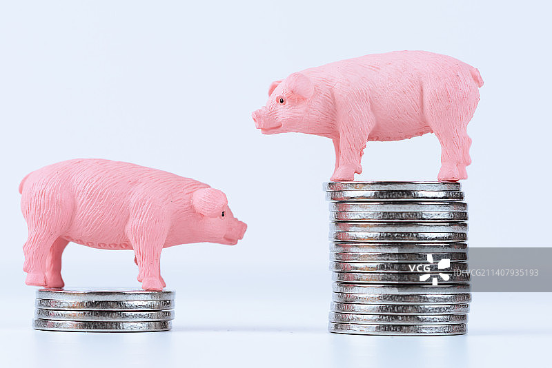 微距摄影猪图片素材