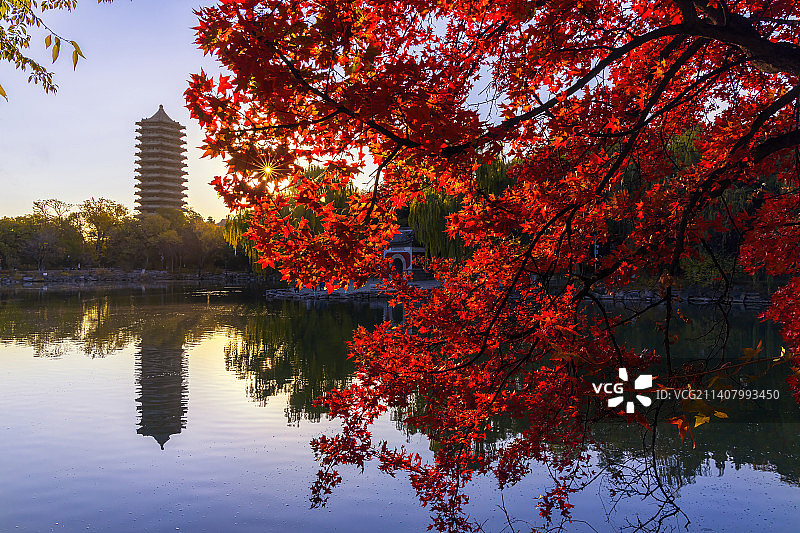 北京大学未名湖博雅塔与红枫树图片素材