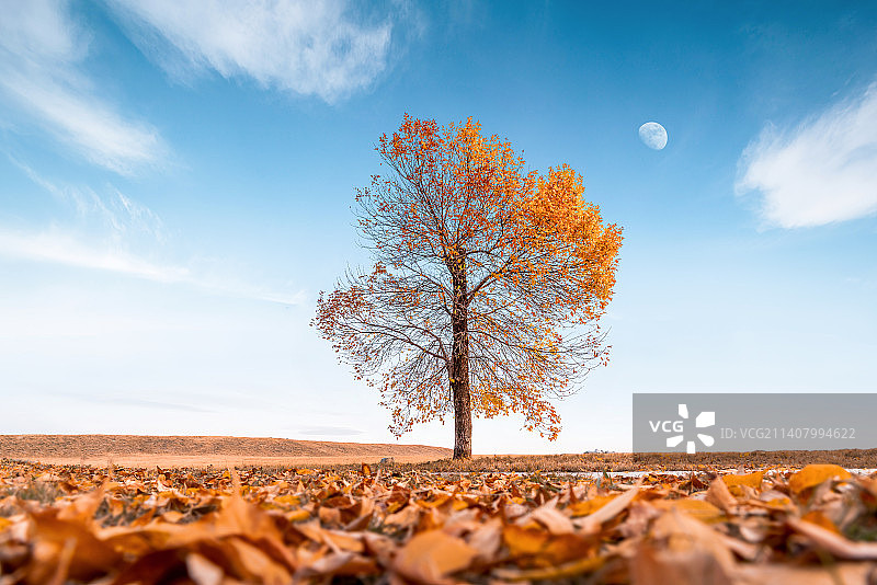 一棵孤独的树图片素材