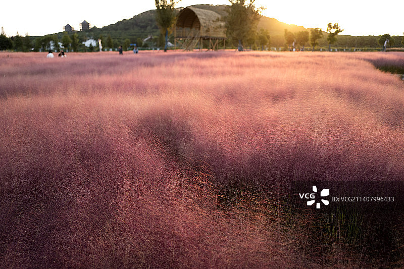 张家港凤凰镇肖家巷花海图片素材