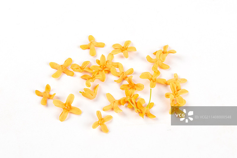 白色背景上的桂花图片素材