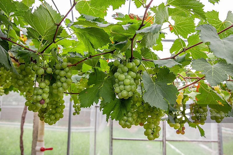 葡萄棚内成熟待摘的新鲜葡萄图片素材