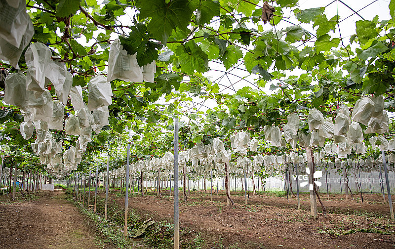 葡萄棚内成熟待摘的新鲜葡萄图片素材