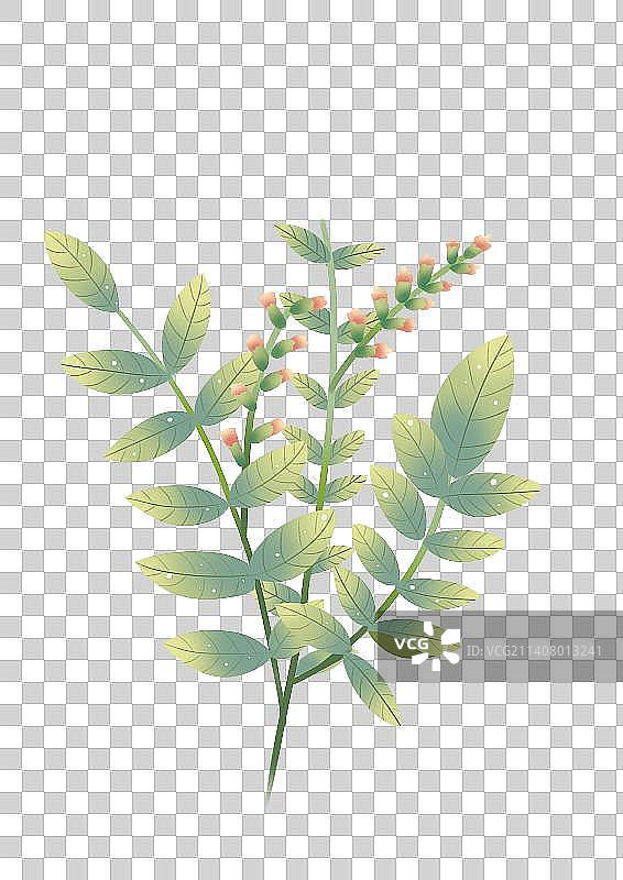 甘草图片素材
