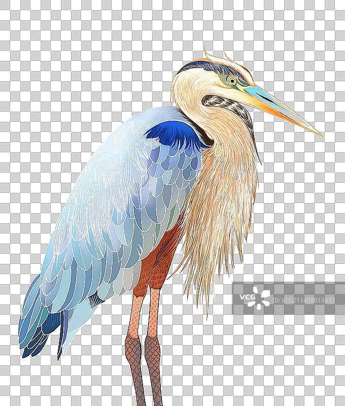 大蓝鹭图片素材