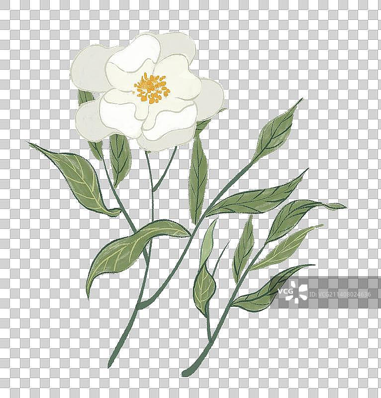 中药材白芍图片素材