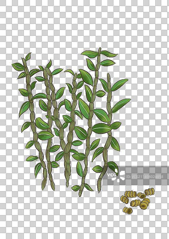 中药石斛图片素材