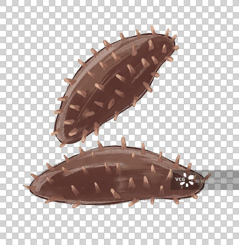 中药材 海参图片素材